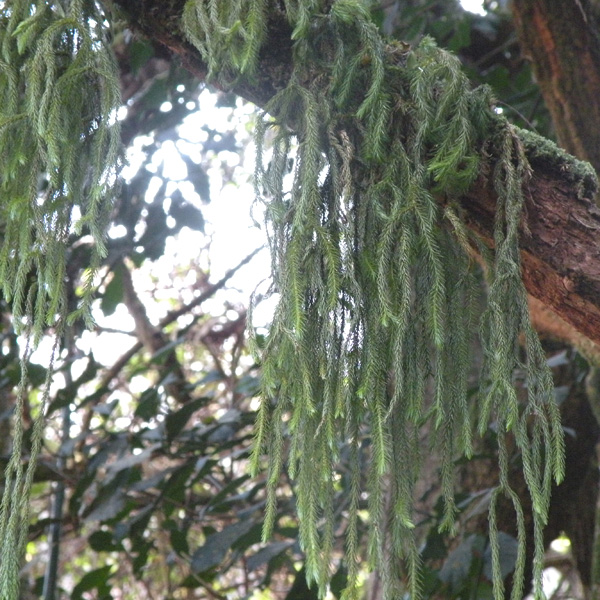 Lichen Trail in Sud Africa